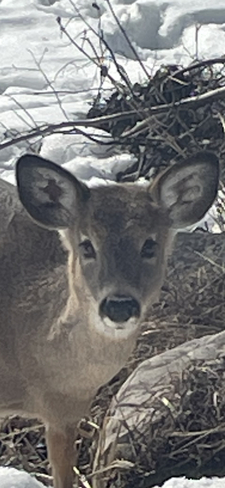 Amazing deer Magnetawan, Ontario, CA