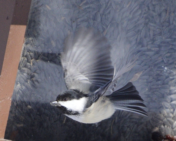 Chickadee with 2 seeds Chelsea, Quebec, CA