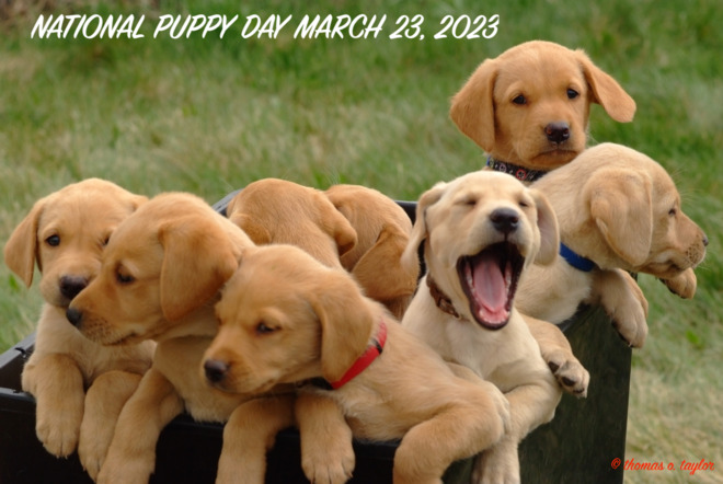 National Puppy Day March 23, 2023 Leduc, AB