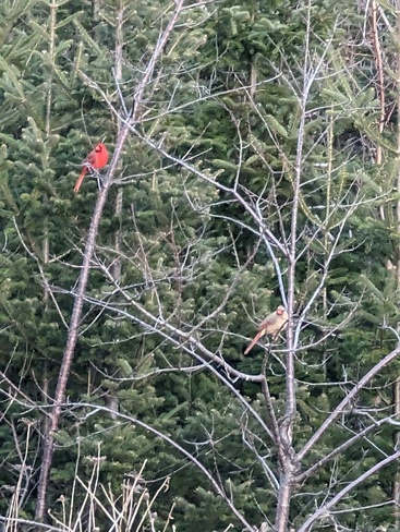 Male and female cardinal Lower Sackville, NS