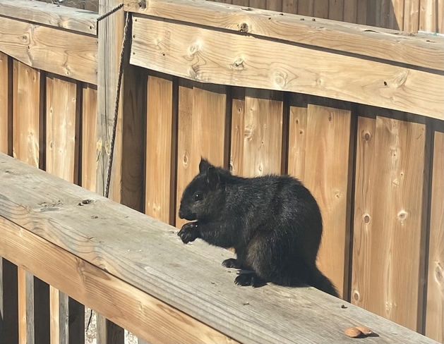 Little Squirrel Brampton, Ontario, CA