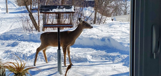 Hungry Deer Prairie Lakes, MB