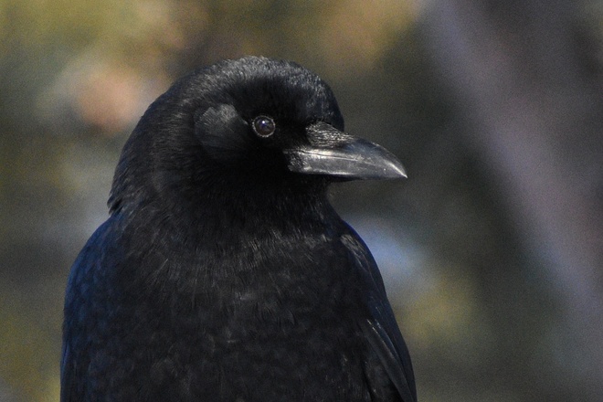 American Crow Thunder Bay, ON