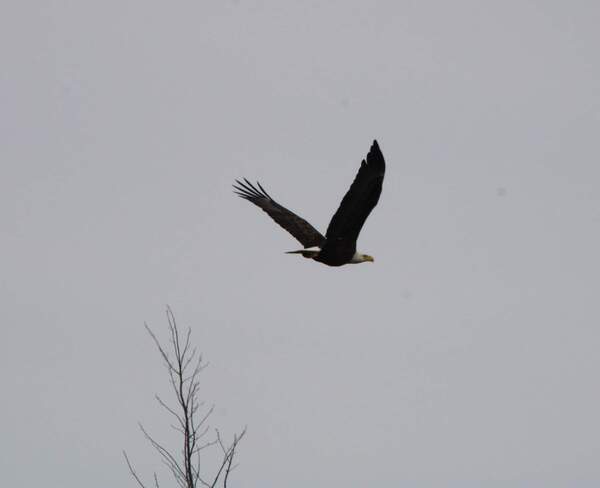Bald Eagle above Shrewsbury, ON