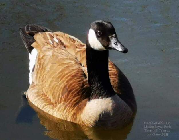March 24 2023 Adorable Canada Goose in Spring! Thornhill Toronto Iris Chong Marita Paine Park, ON
