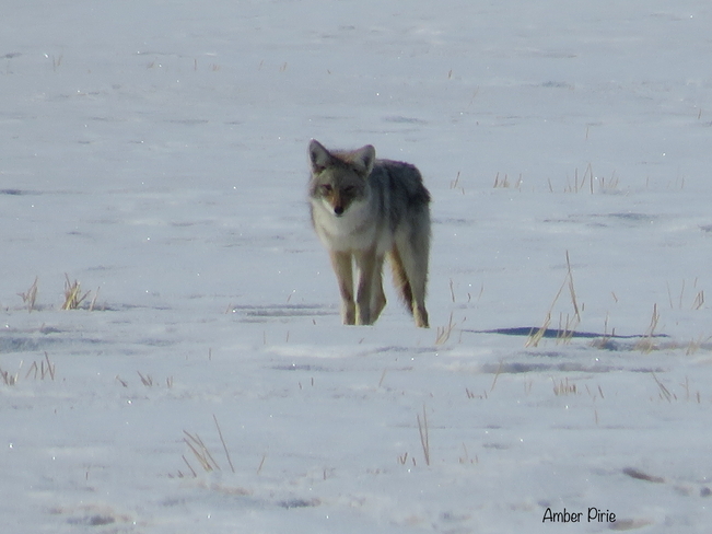 Coyote on the move Regina, Saskatchewan, CA