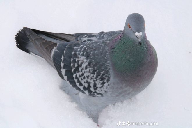Snow Pigeon on a chill Cornwall, ON