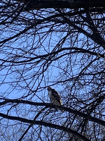 Peregrine falcon Etobicoke, Ontario, CA