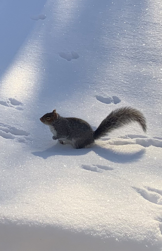 squirrel Fredericton, New Brunswick, CA