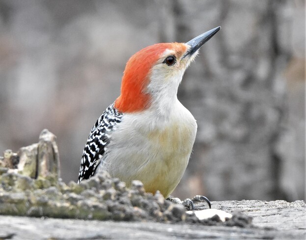 birds in spring Ojibway Park, Matchette Road, Windsor, ON