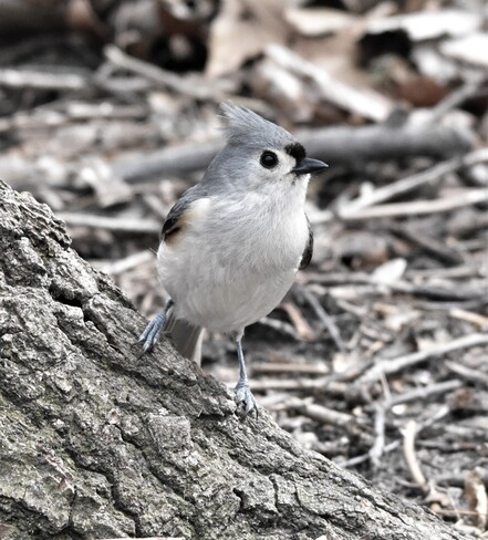 birds in spring Ojibway Park, Matchette Road, Windsor, ON