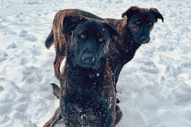 Puppies in the snow Callander, Ontario, CA