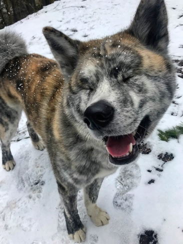 Happy dog in the snowfall Haliburton, Ontario, CA