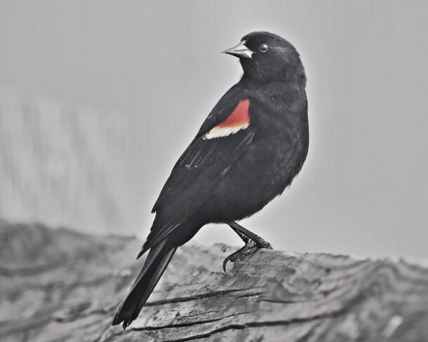 Red-winged Blackbird Goderich, ON