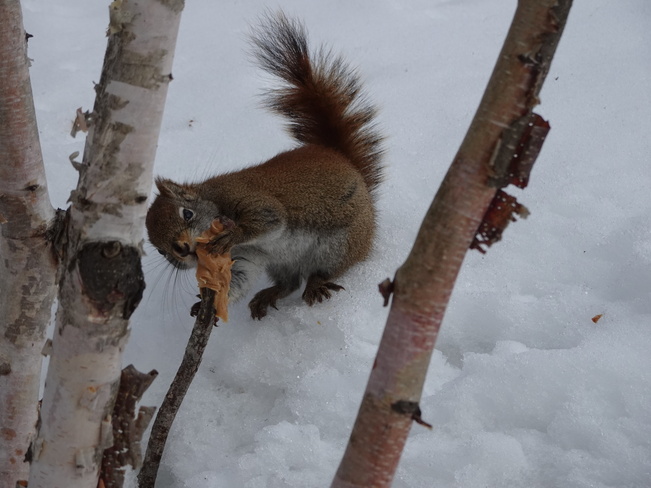 Very Hungry Squirrels Sudbury, ON