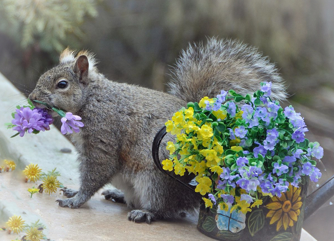 Easter flowers for squirrel. Cobourg, ON