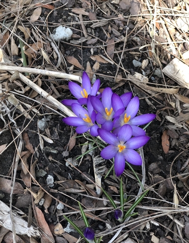 Spring Kingston, Ontario, CA