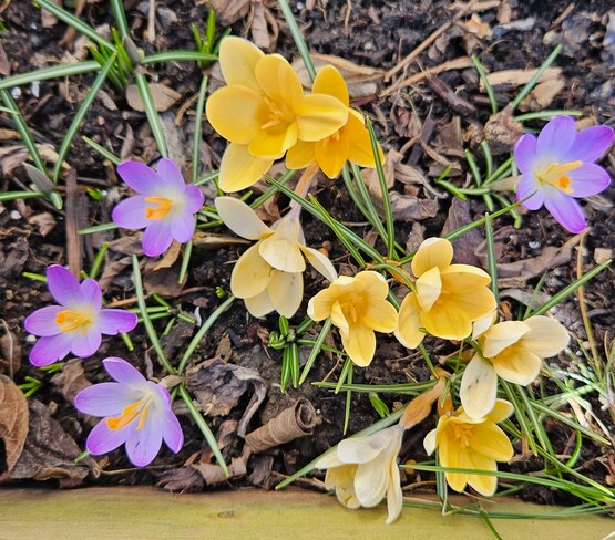 Spring Bloom London, ON