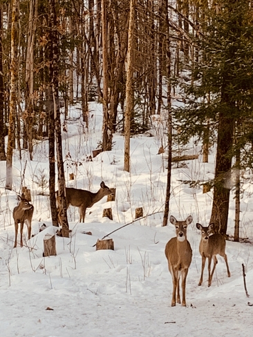 Deer family Minden Hills, Ontario, CA