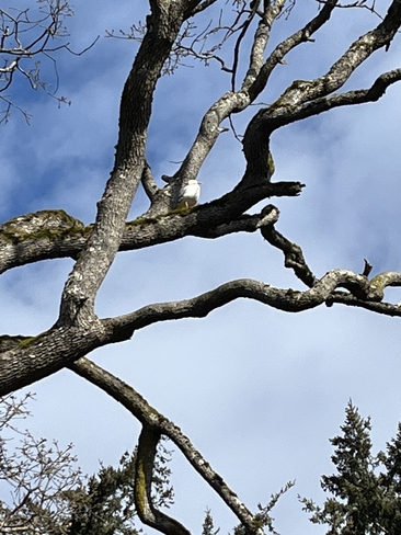 SeaGull in a tree Victoria, British Columbia, CA