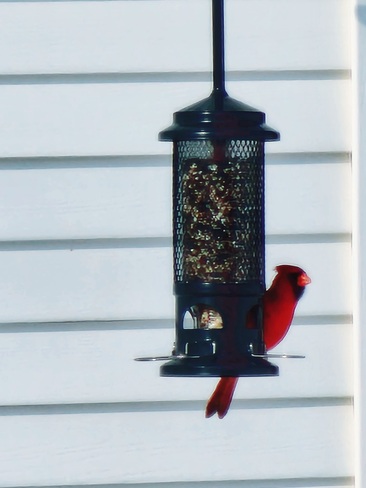 I thought Cardinals were supposed to be a sign of spring? Sudbury, ON