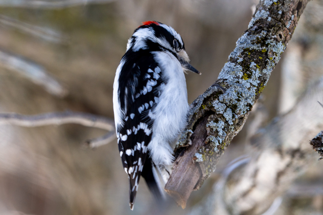 Downy Woodpecker Ingleside, Ontario, CA