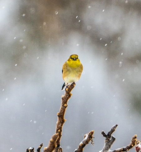 Yellow Finch Ingleside, Ontario, CA