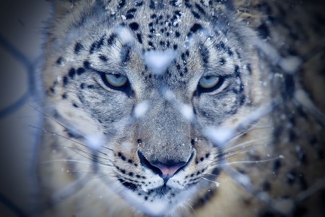 léopard des neiges granby