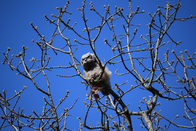 Owls in Beacon Hill Park Victoria, BC