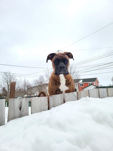 Tucker staring down the neighbour Mount Pearl, NL