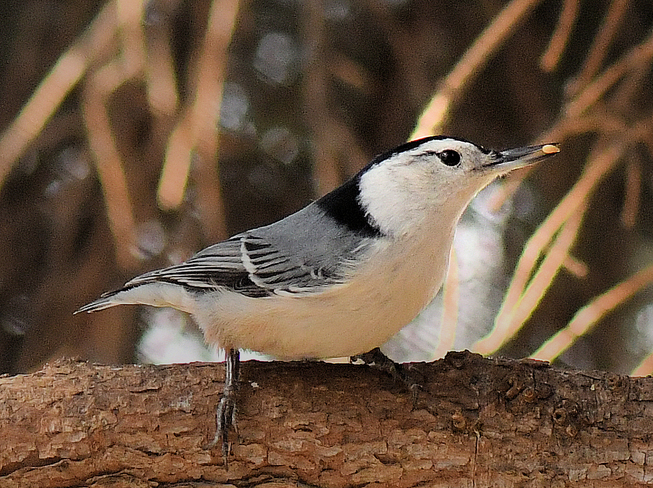 White-Breasted Nuthatch Edmonton, AB