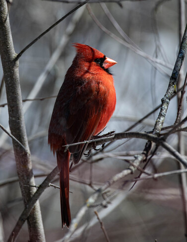 Waxwings and Cardinals Mud Lake, Ottawa, ON