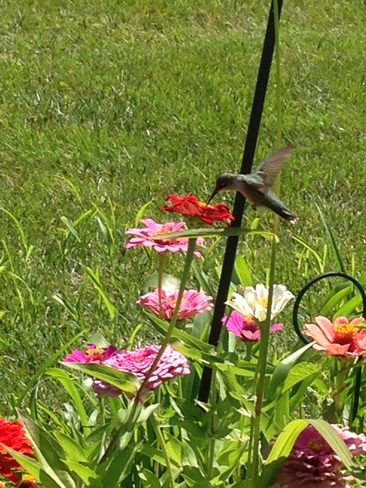 Happy hummingbird Indianapolis, IN, USA