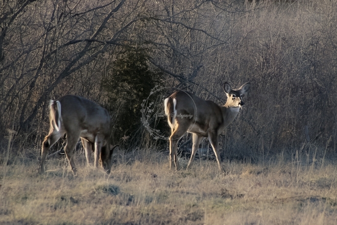 White-tailed Deer Port Colborne, ON