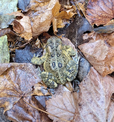 Fat Frog 🐸 Laval, QC