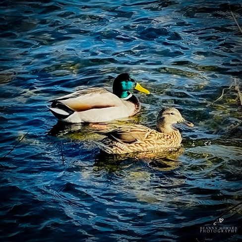 Duck Duck … Cornwall, Ontario, CA