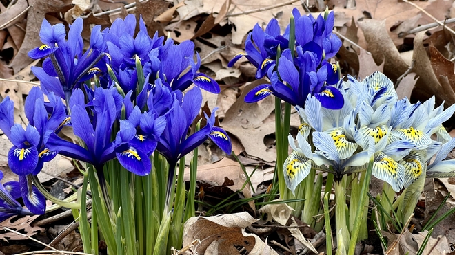 Iris flowers Toronto, Ontario, CA