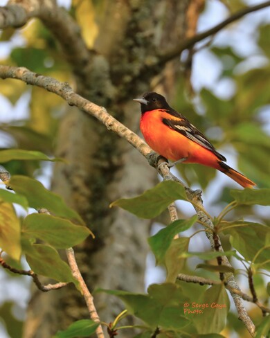 Un oiseau aux couleurs tropicales Saint-Hyacinthe, QC