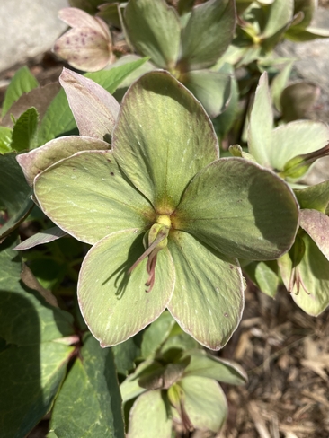 Green flower Yonge-Eglinton, Ontario, CA