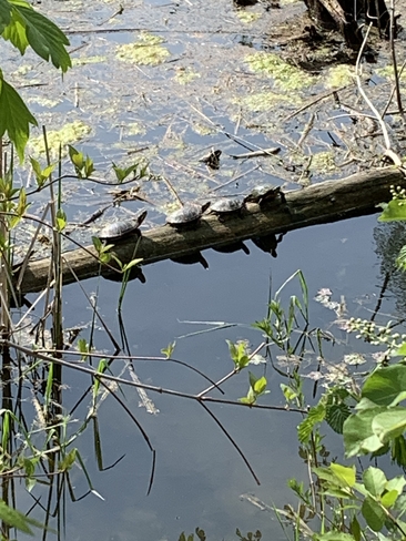 Turtles in a row Etobicoke, Ontario, CA