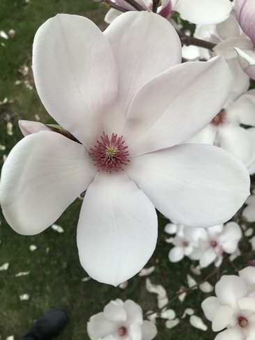Fleur de magnolia Terrebonne, Québec, CA