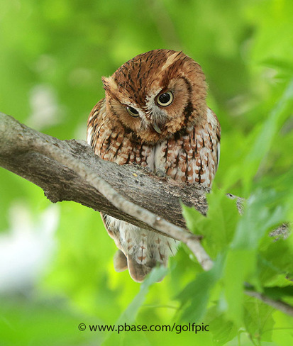 Red eastern screech owl Ottawa, ON