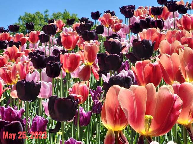 May 25 2023 15C Gorgeous day! Edwards Gardens North York Toronto Iris Chong Edwards Gardens, ON