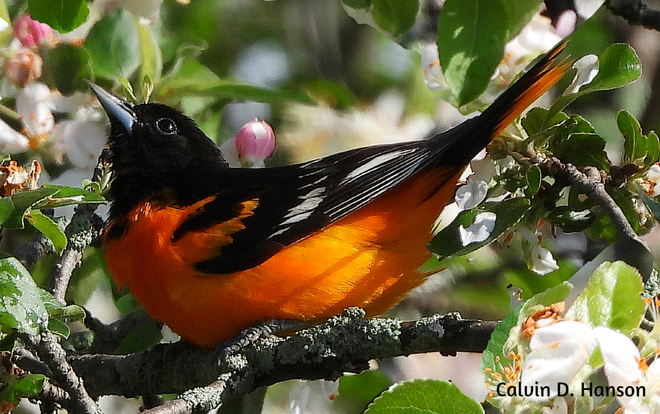 Baltimore Oriole Long Sault, Township Of South Stormont, ON