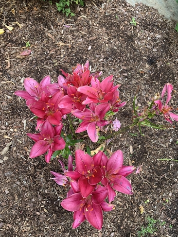 Pink lilies Granby, Quebec, CA