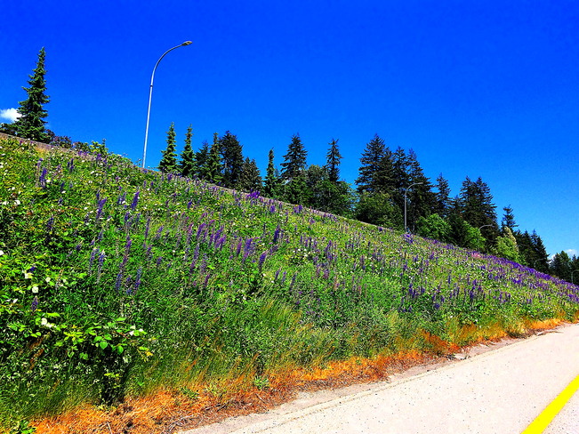 HIGHWAY ONE WILDFLOWERS North Vancouver, BC