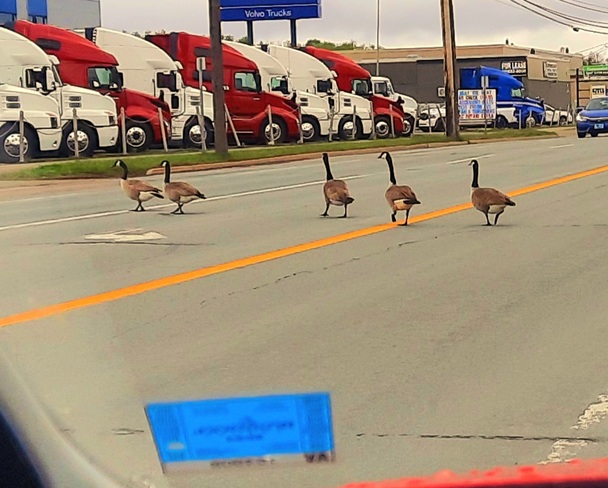 Lunch Hour Traffic Moncton, NB
