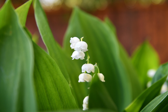 Lily of the Valley Guelph, ON
