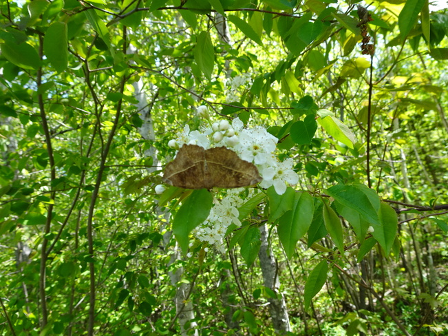 Butterfly Moth Leaf ? Sudbury, ON