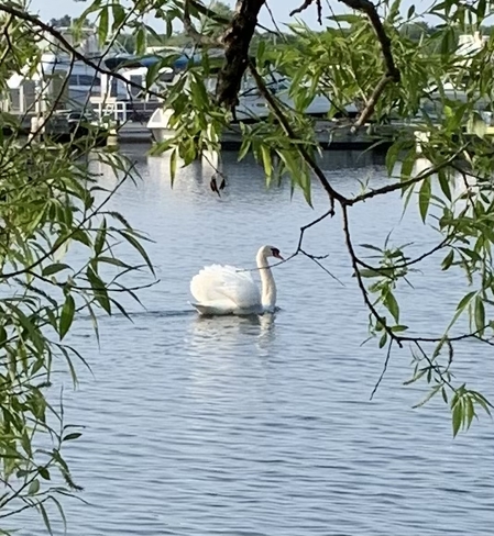 Majestic Swan Gananoque, Ontario | K7G 1A5